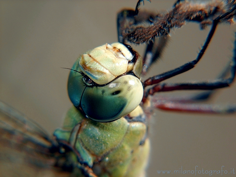 Torre San Giovanni (Lecce, Italy) - Male Anax imperator